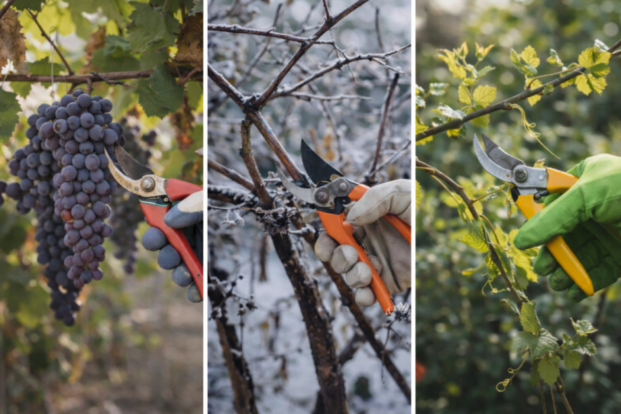 Коли обрізати виноград