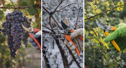 Коли обрізати виноград