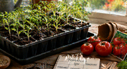 Коли сіяти помідори на розсаду