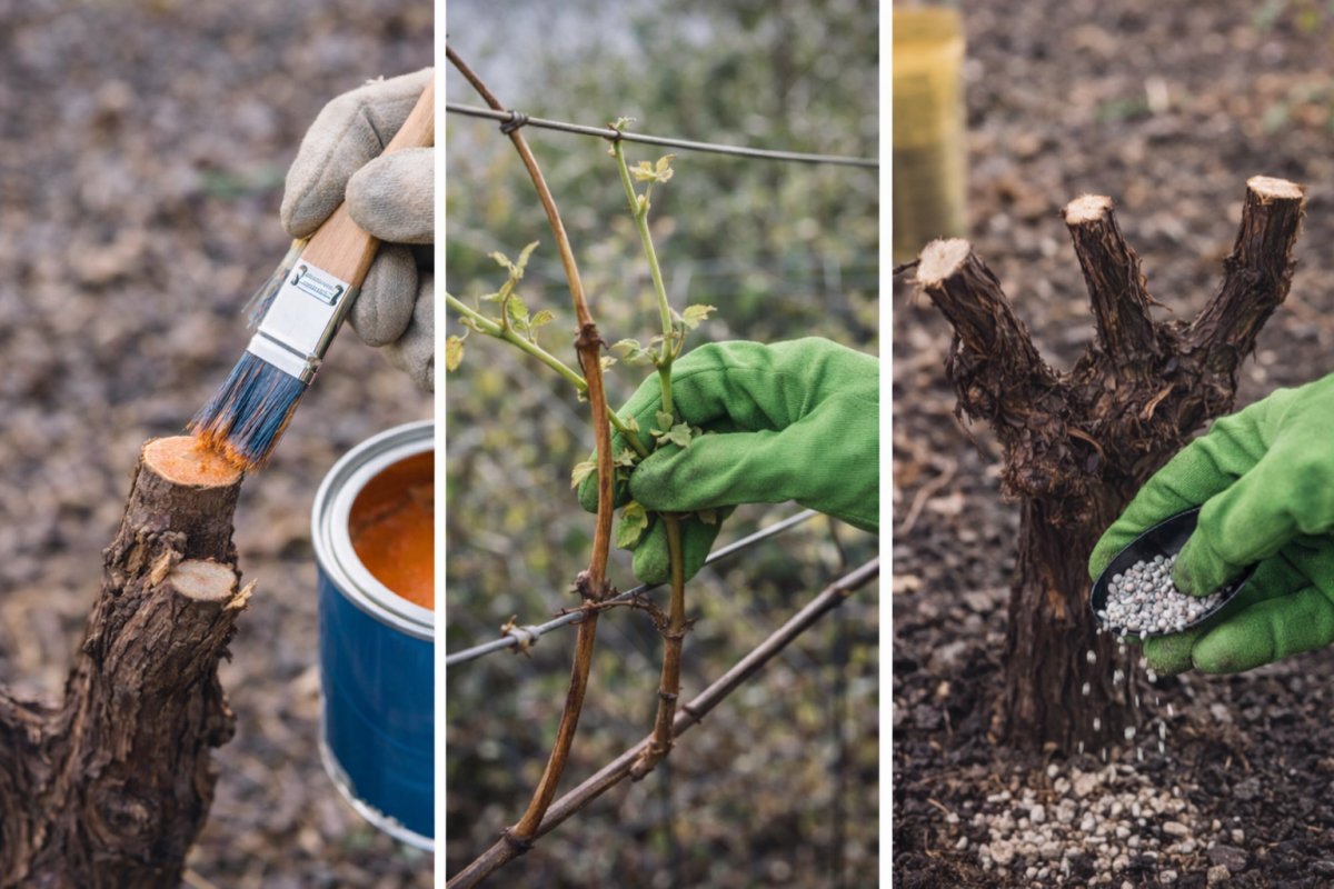 Як доглядати за виноградом після обрізки